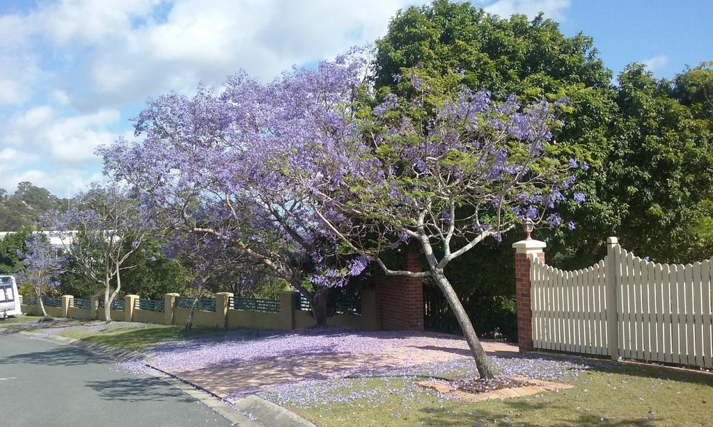 Tranquil Garden Hideaway Apartment Ormeau ภายนอก รูปภาพ